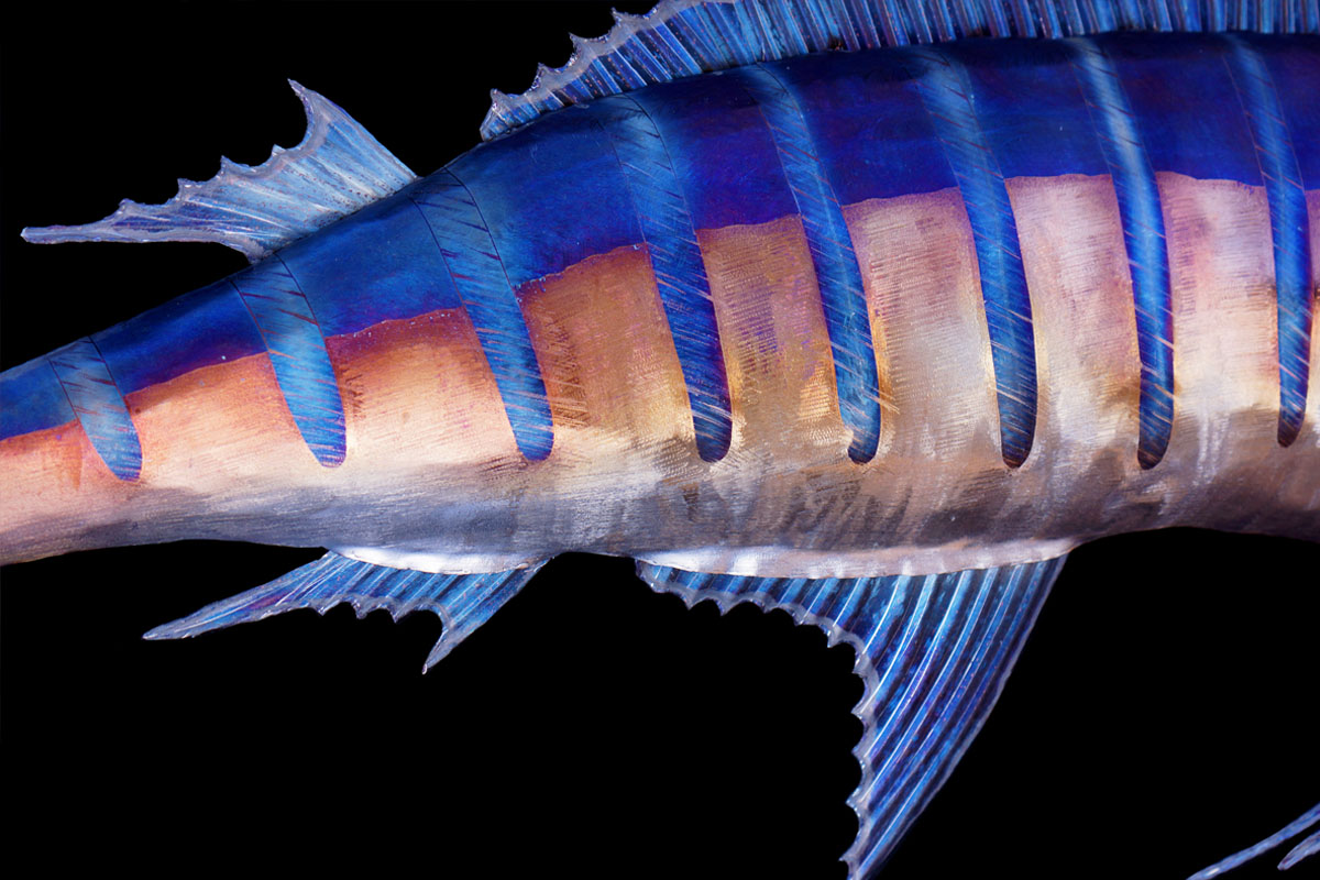 Metal Sculpture: Marlin